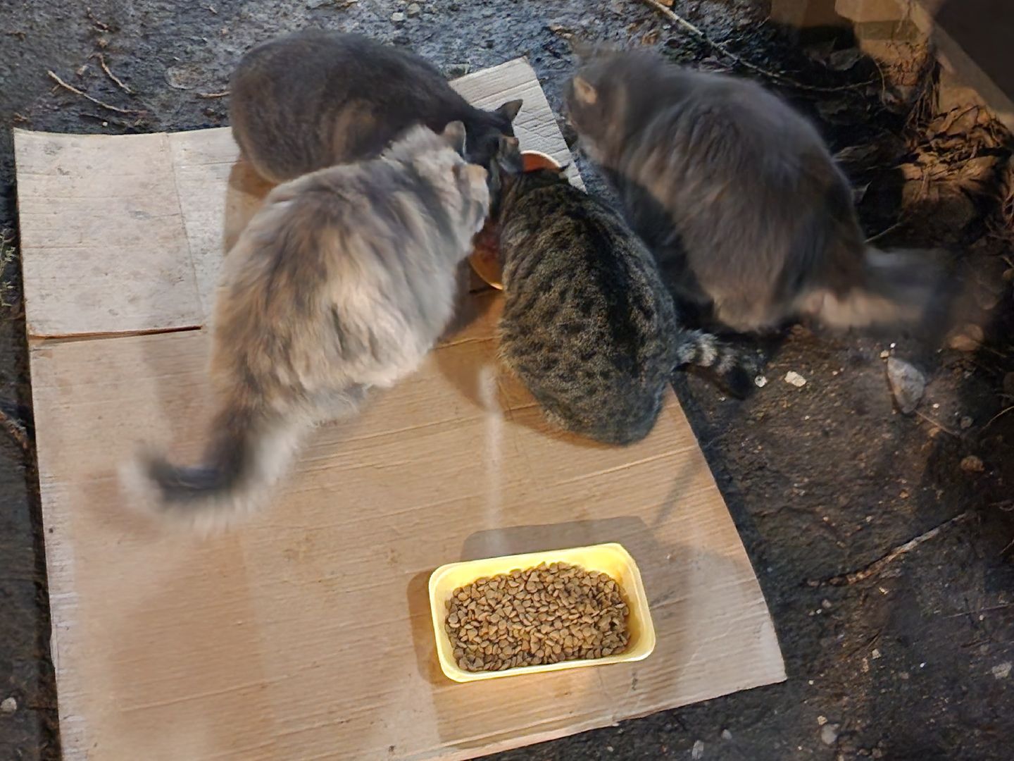 долгопрудный, кошкин дом, коты, крысоловы,