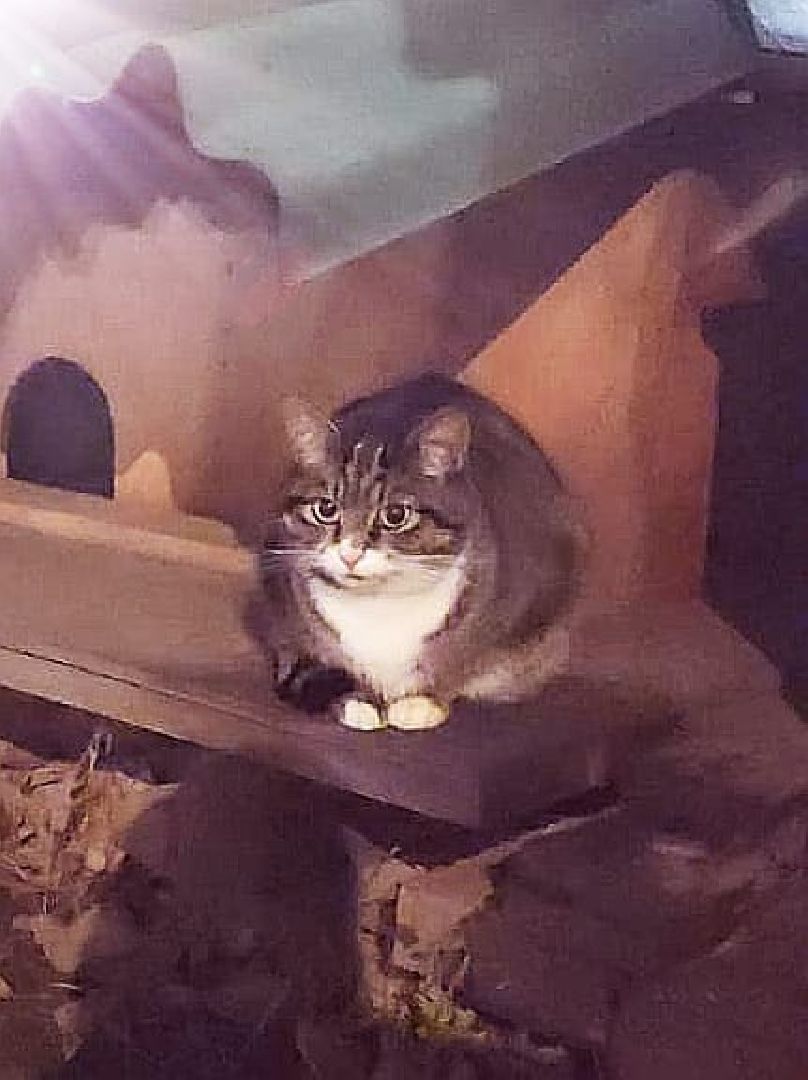 долгопрудный, кошкин дом, коты, крысоловы,