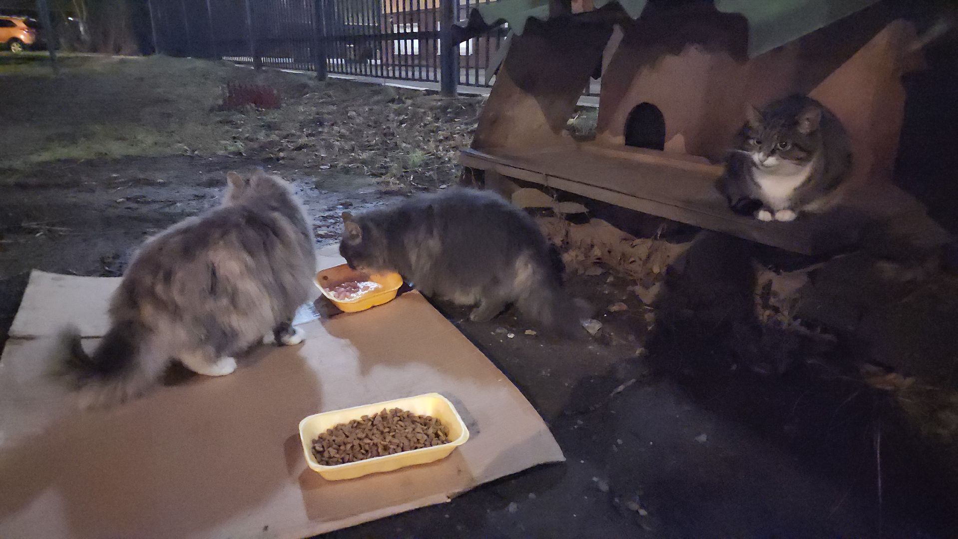 долгопрудный, кошкин дом, коты, крысоловы,