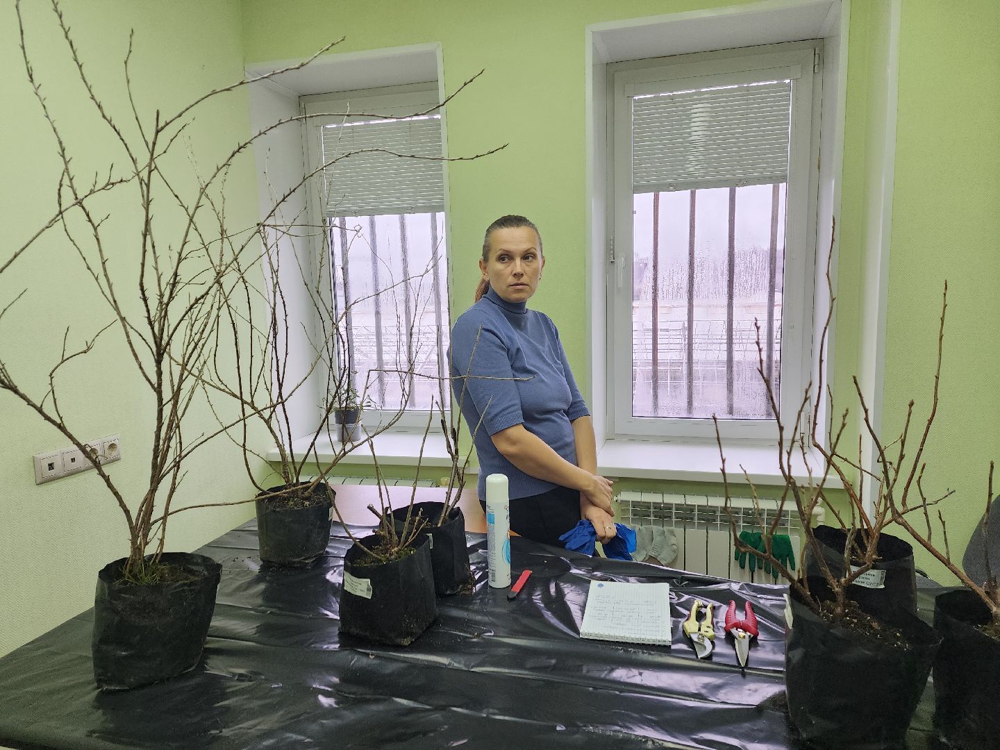 пушкино, садоводство, растения,