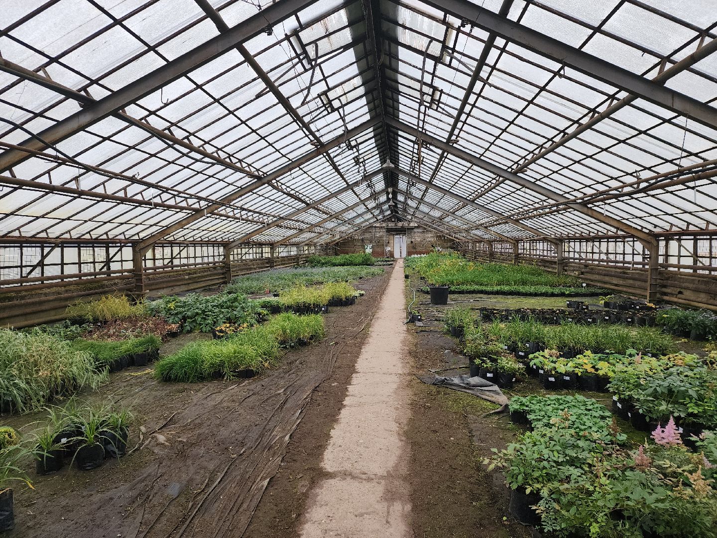 пушкино, садоводство, растения,