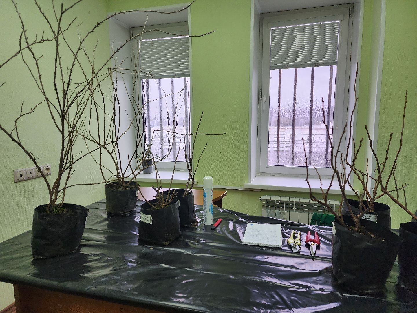 пушкино, садоводство, растения,