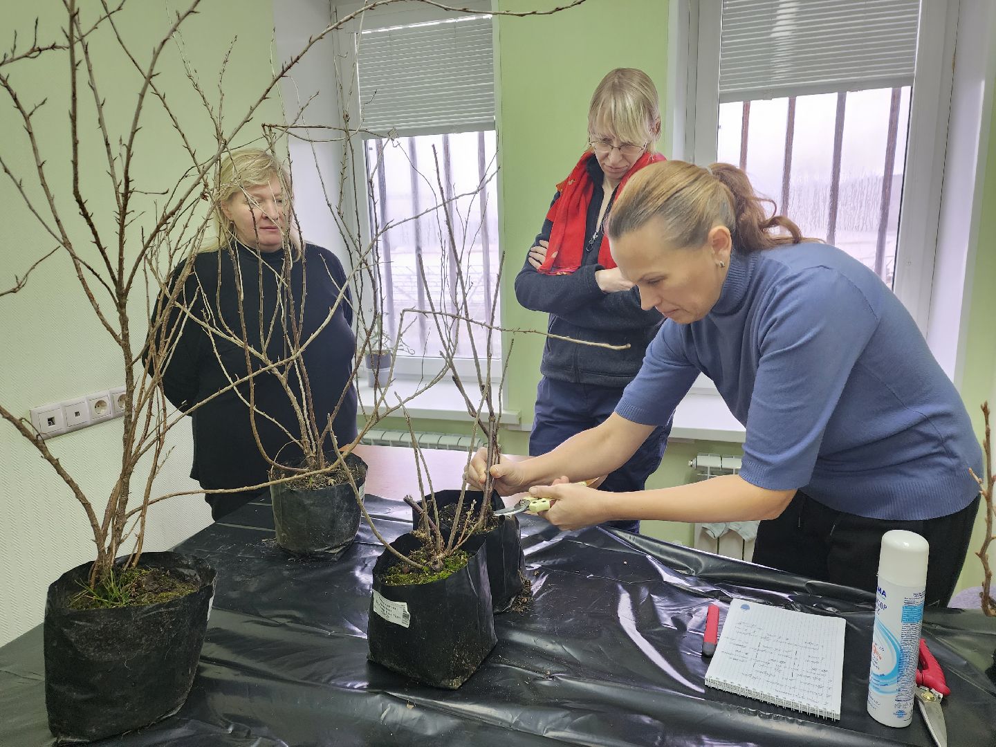 пушкино, садоводство, растения,