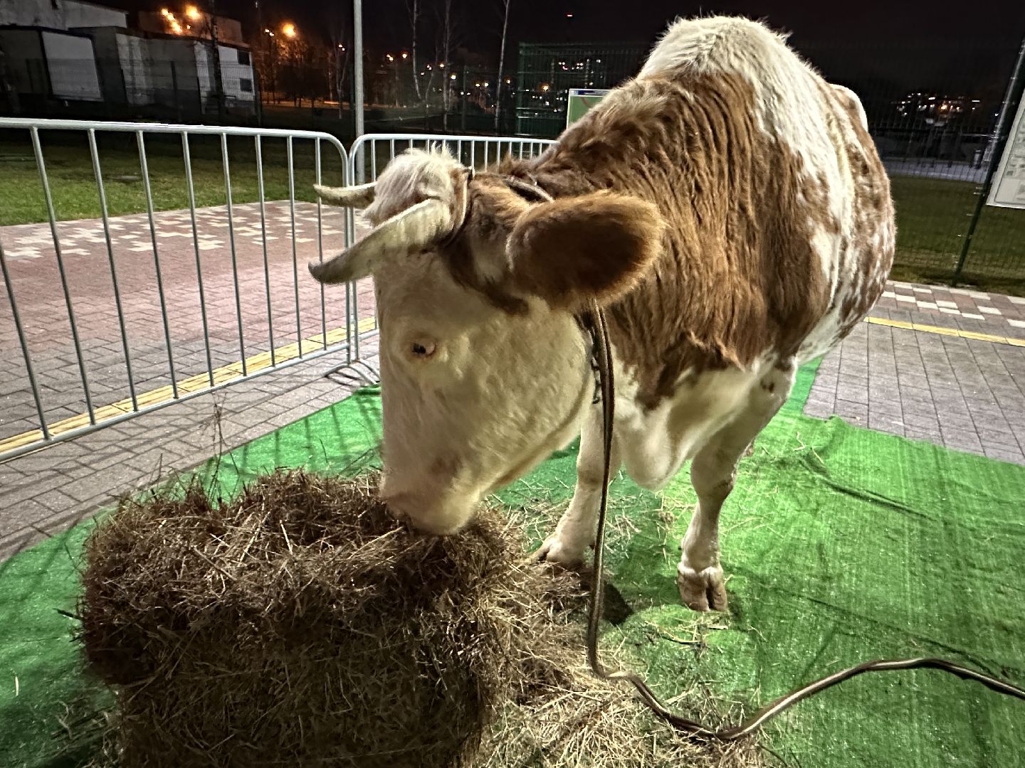 Одинцово, Медиалига, Броук Бойз, ФК 10, Дмитрий Егоров,