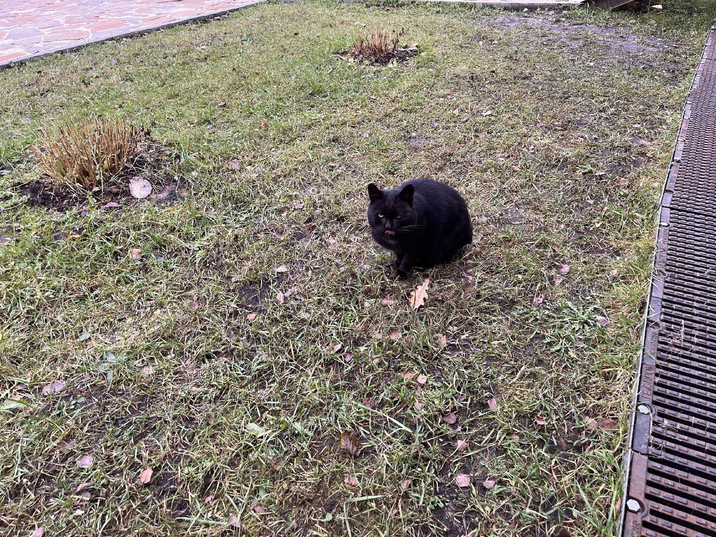 Шаховская, кот, черный кот, церковь, храм, храм всех святых,