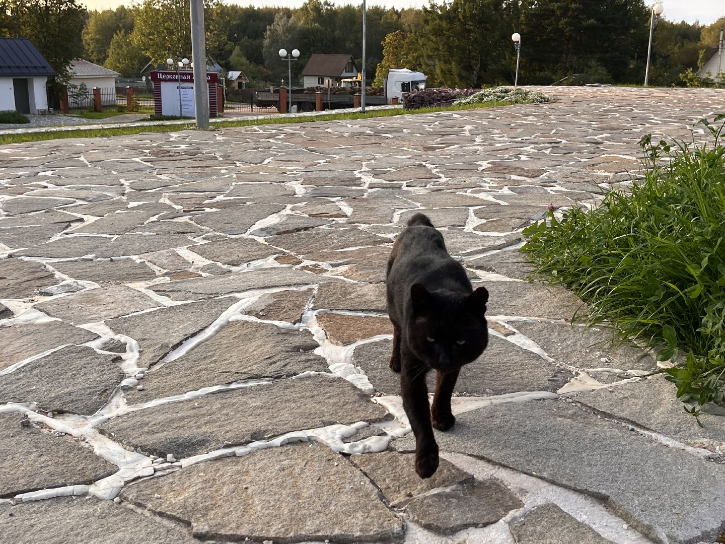Шаховская, кот, черный кот, церковь, храм, храм всех святых,