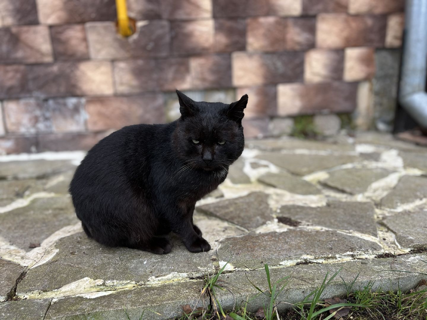 Шаховская, кот, черный кот, церковь, храм, храм всех святых,