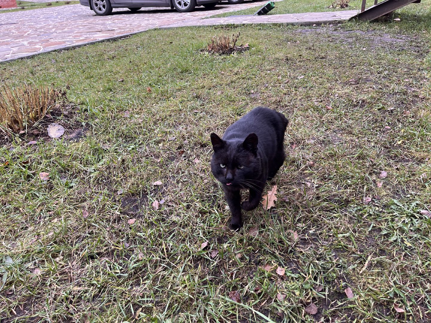 Шаховская, кот, черный кот, церковь, храм, храм всех святых,