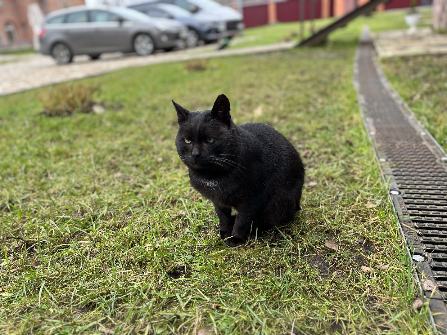 Шаховская, кот, черный кот, церковь, храм, храм всех святых,