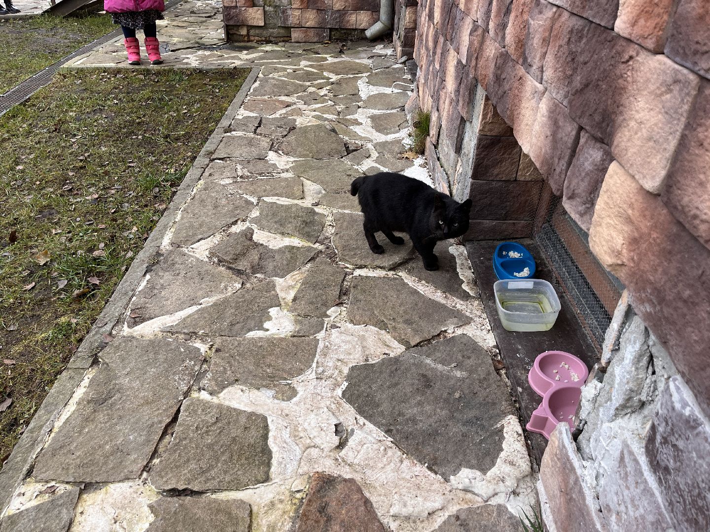 Шаховская, кот, черный кот, церковь, храм, храм всех святых,