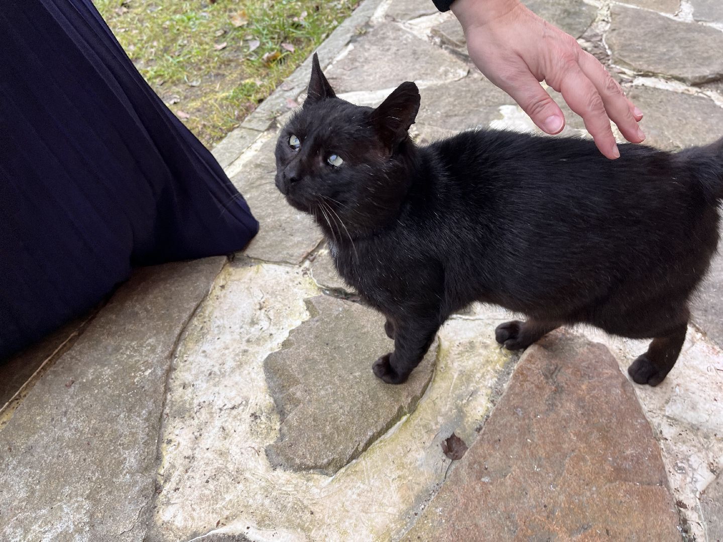 Шаховская, кот, черный кот, церковь, храм, храм всех святых,