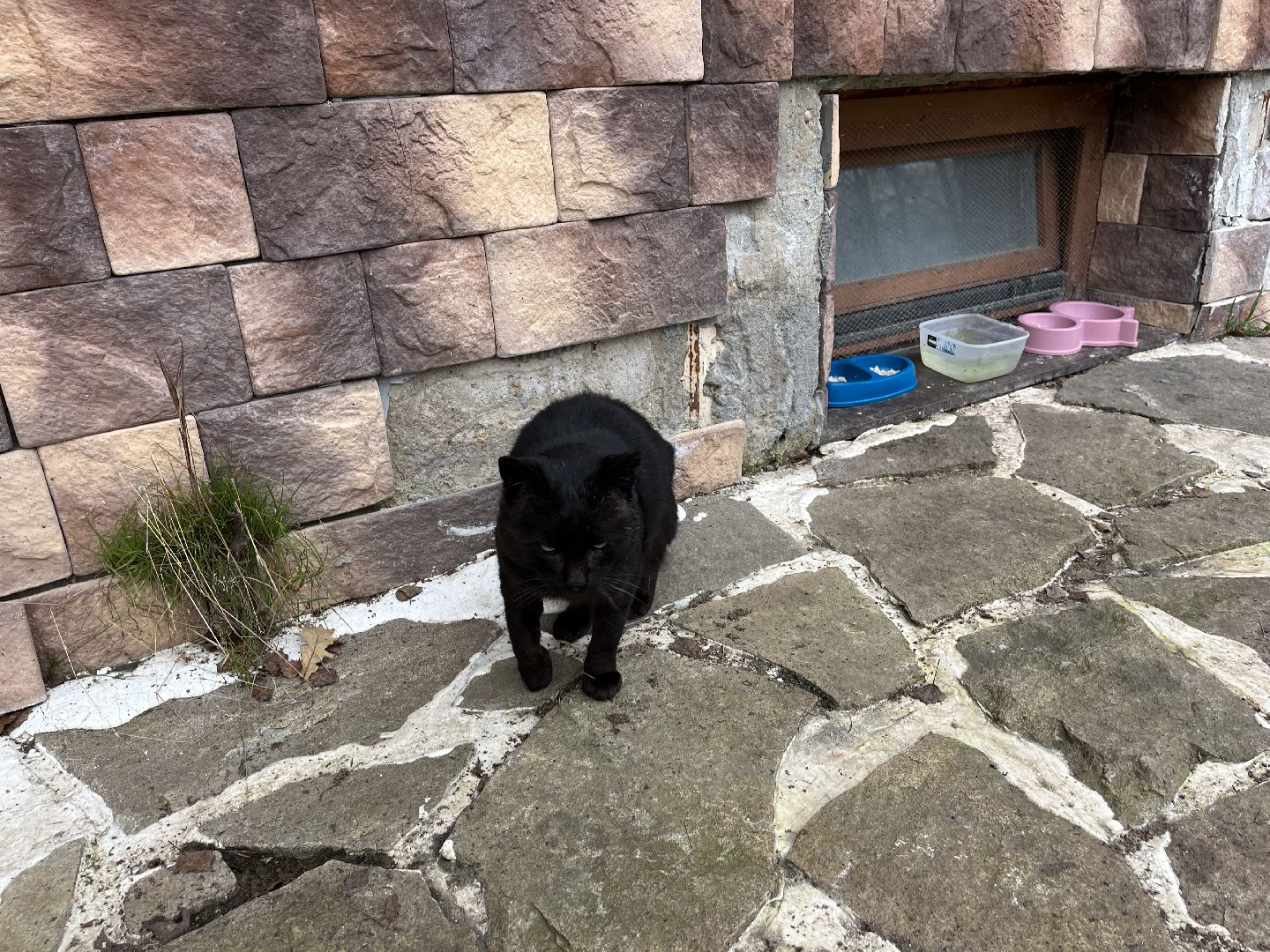 Шаховская, кот, черный кот, церковь, храм, храм всех святых,