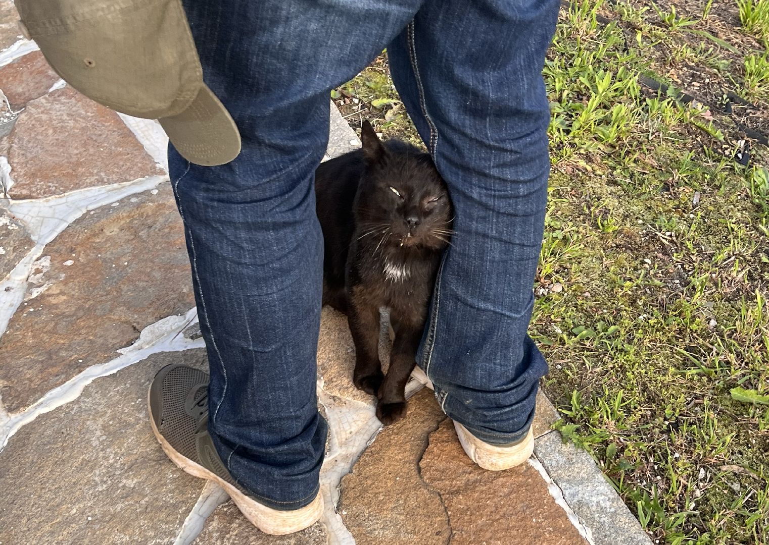 Шаховская, кот, черный кот, церковь, храм, храм всех святых,