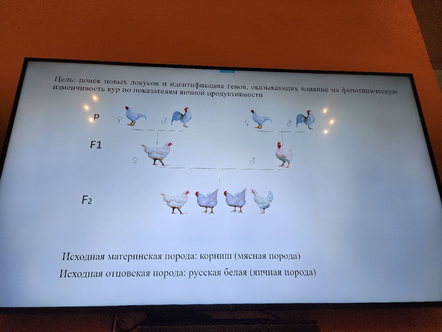 Подольск, Наука, конференция, ВИЖ, Животноводство,