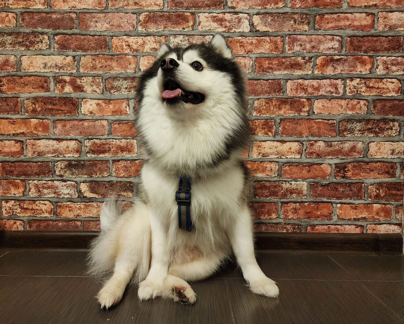 Помски, Мини-хаски, Собаки, Разведение, Нахабино, Хаски,