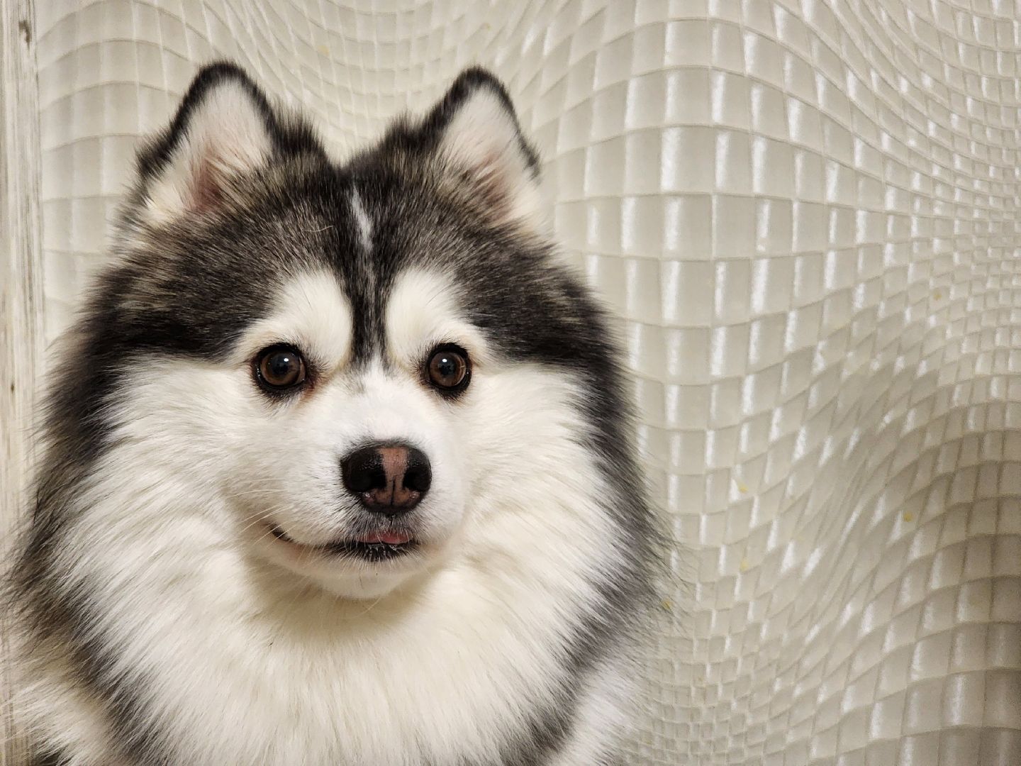 Помски, Мини-хаски, Собаки, Разведение, Нахабино, Хаски,