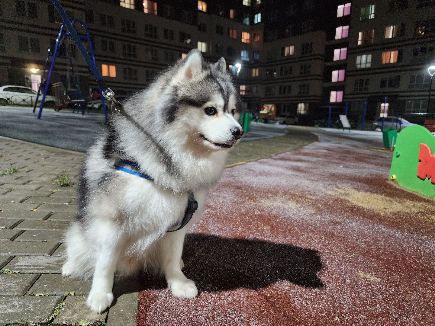 Помски, Мини-хаски, Собаки, Разведение, Нахабино, Хаски,