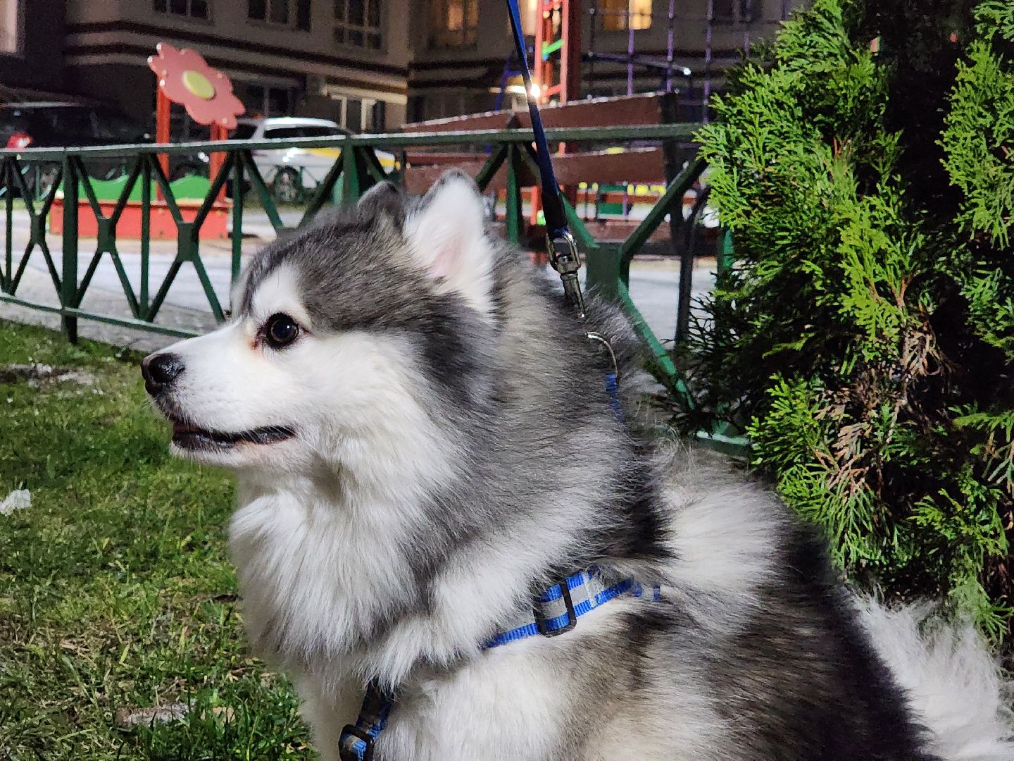 Помски, Мини-хаски, Собаки, Разведение, Нахабино, Хаски,