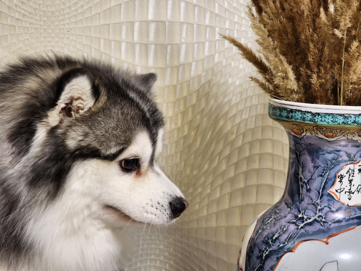 Помски, Мини-хаски, Собаки, Разведение, Нахабино, Хаски,