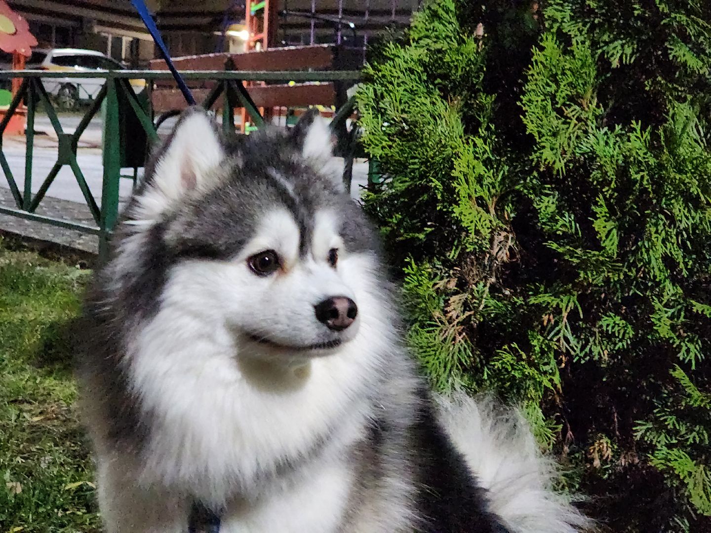 Помски, Мини-хаски, Собаки, Разведение, Нахабино, Хаски,