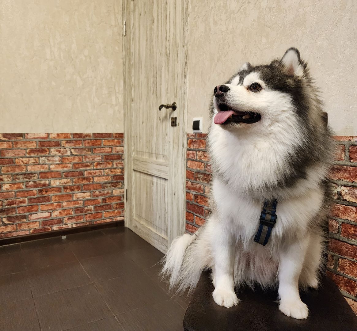 Помски, Мини-хаски, Собаки, Разведение, Нахабино, Хаски,