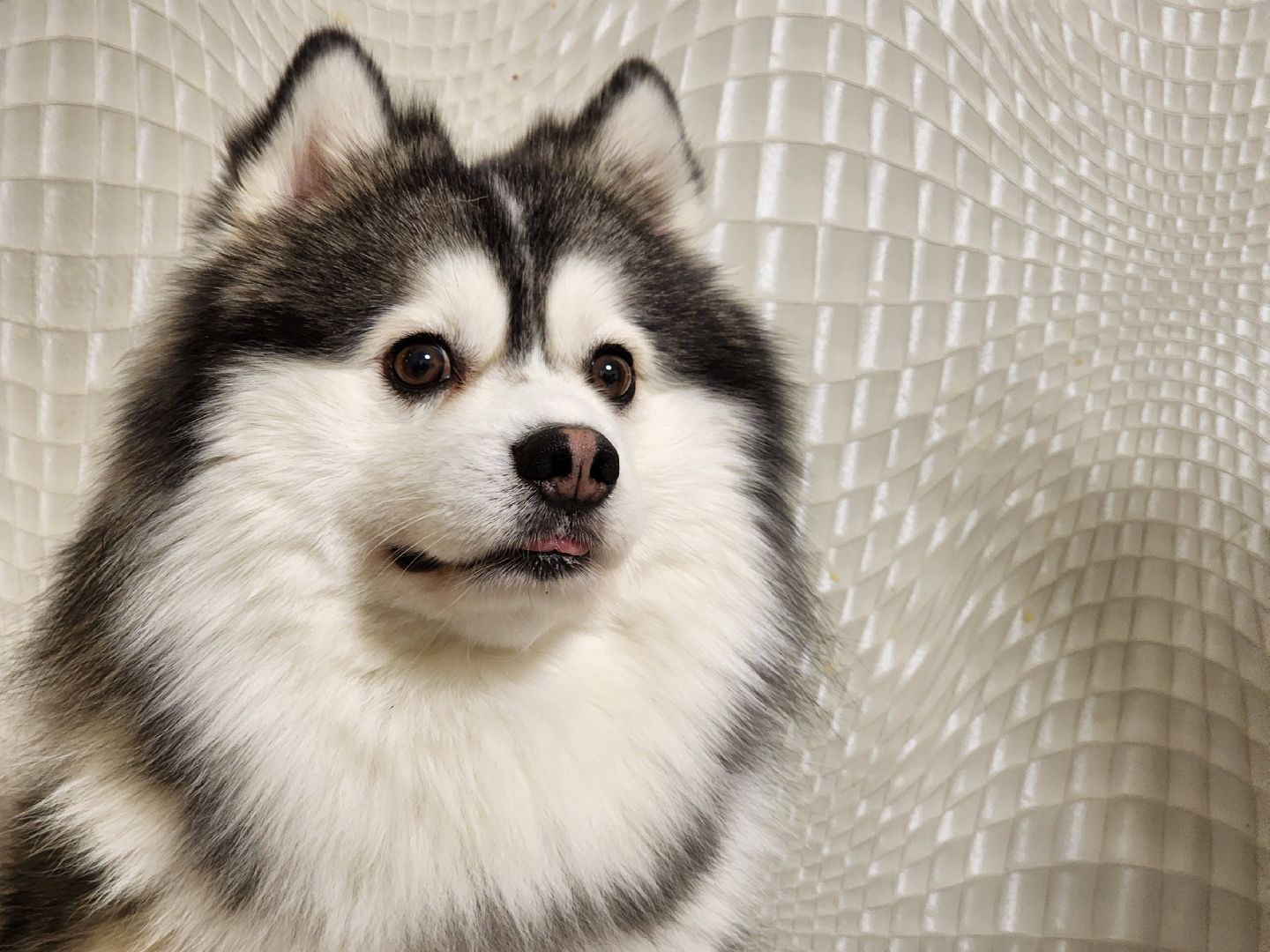 Помски, Мини-хаски, Собаки, Разведение, Нахабино, Хаски,