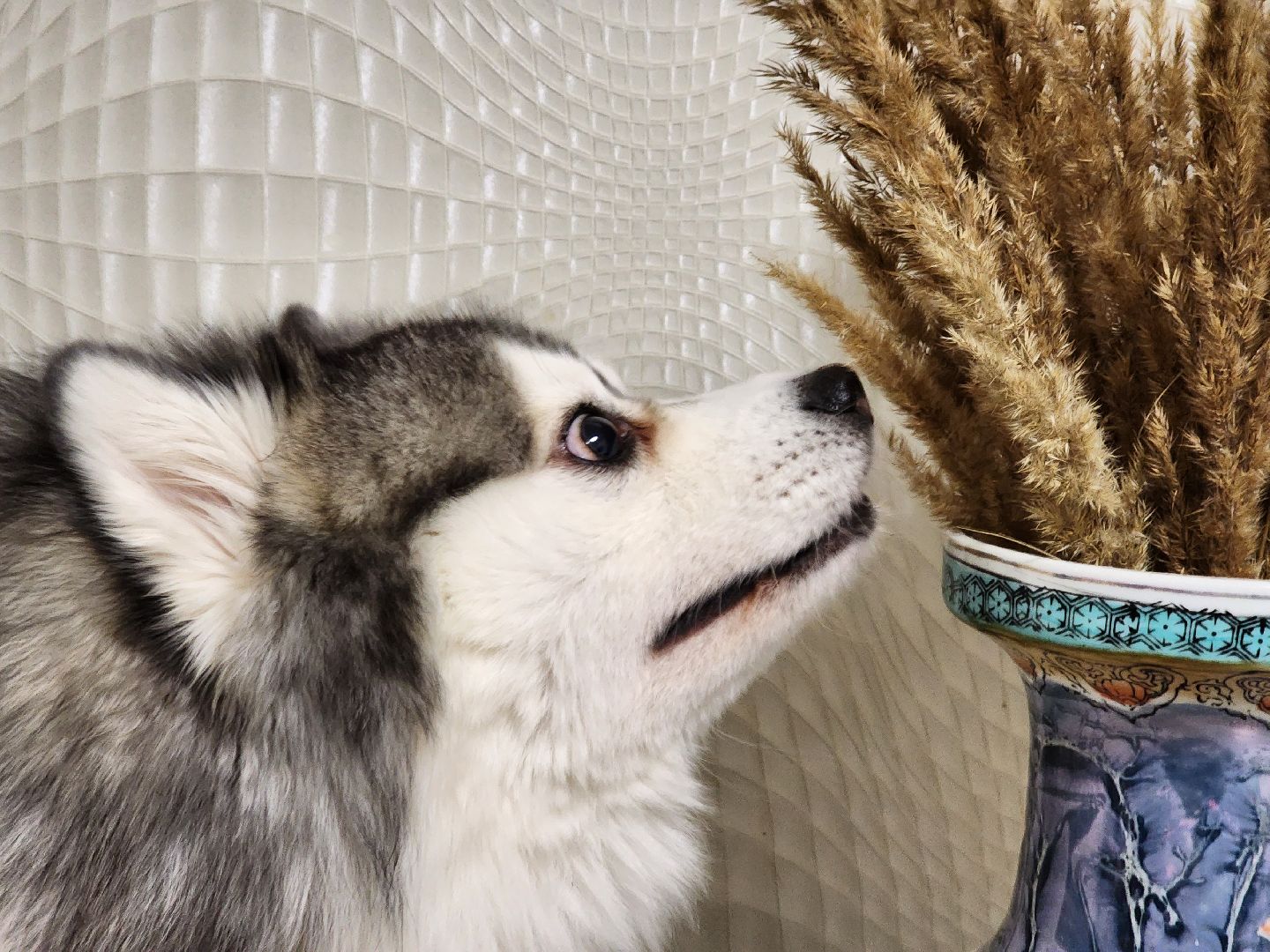 Помски, Мини-хаски, Собаки, Разведение, Нахабино, Хаски,