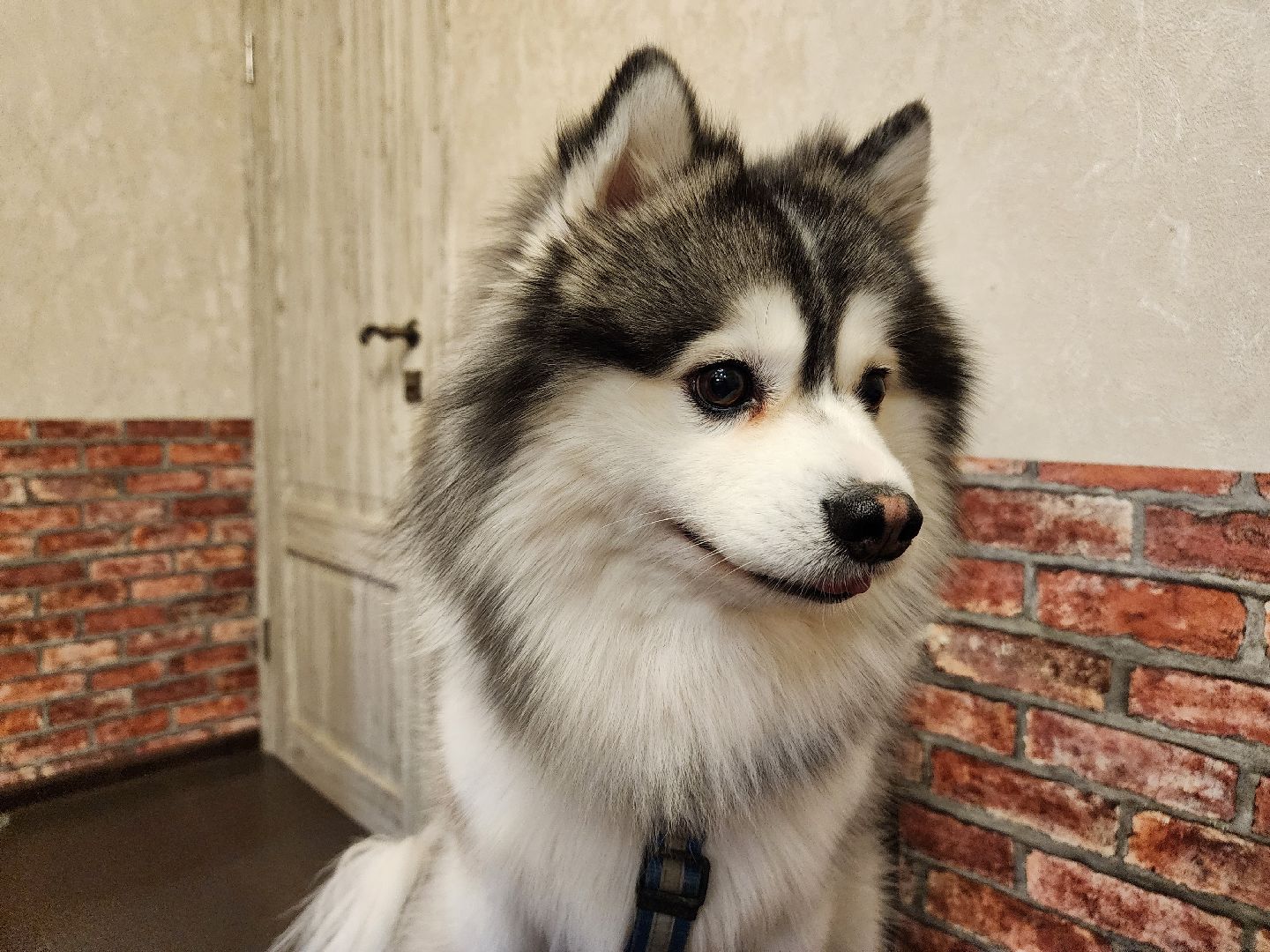 Помски, Мини-хаски, Собаки, Разведение, Нахабино, Хаски,