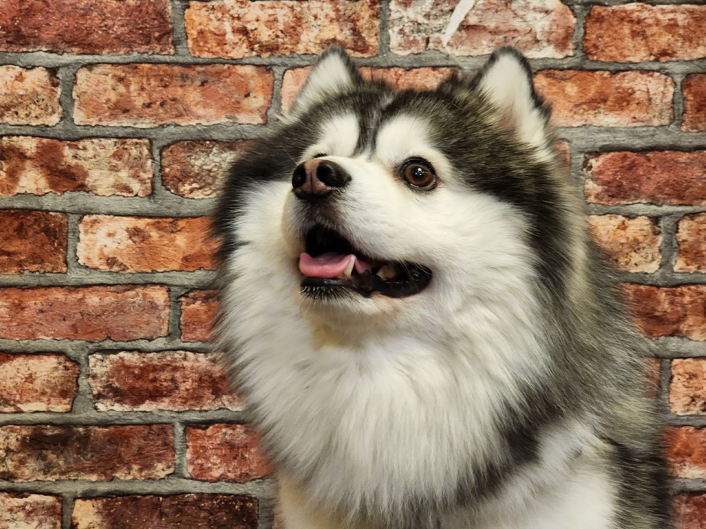 Помски, Мини-хаски, Собаки, Разведение, Нахабино, Хаски,