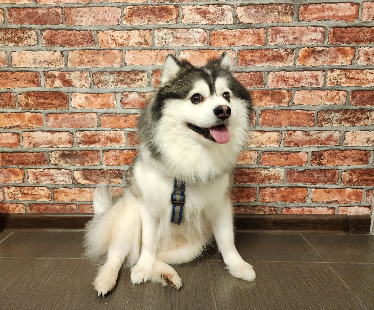 Помски, Мини-хаски, Собаки, Разведение, Нахабино, Хаски,