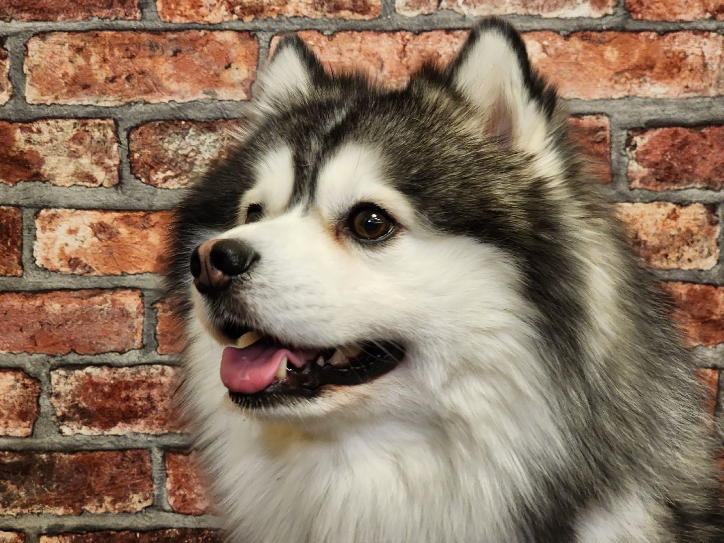 Помски, Мини-хаски, Собаки, Разведение, Нахабино, Хаски,