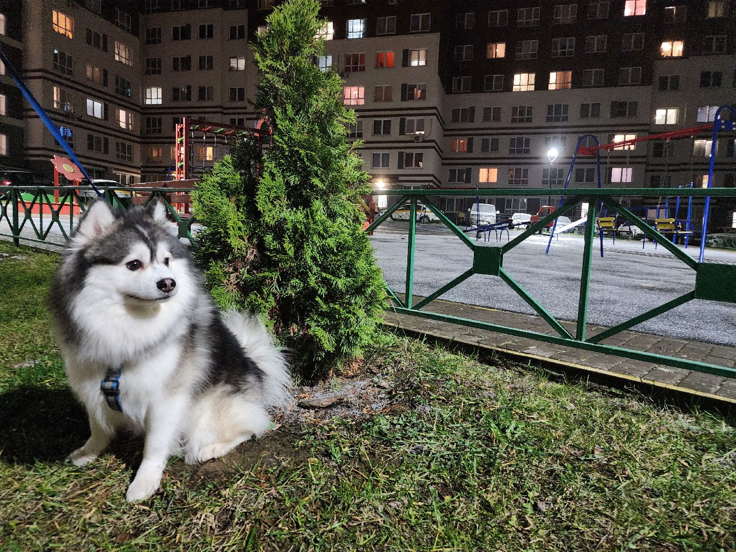 Помски, Мини-хаски, Собаки, Разведение, Нахабино, Хаски,