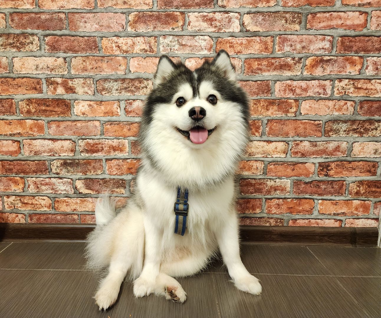 Помски, Мини-хаски, Собаки, Разведение, Нахабино, Хаски,