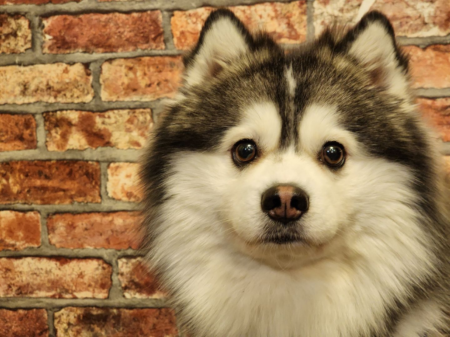 Помски, Мини-хаски, Собаки, Разведение, Нахабино, Хаски,