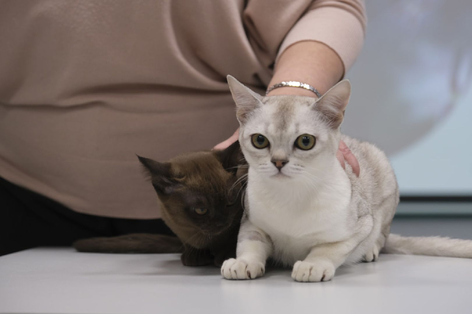 пущино, наука, образование, экология,