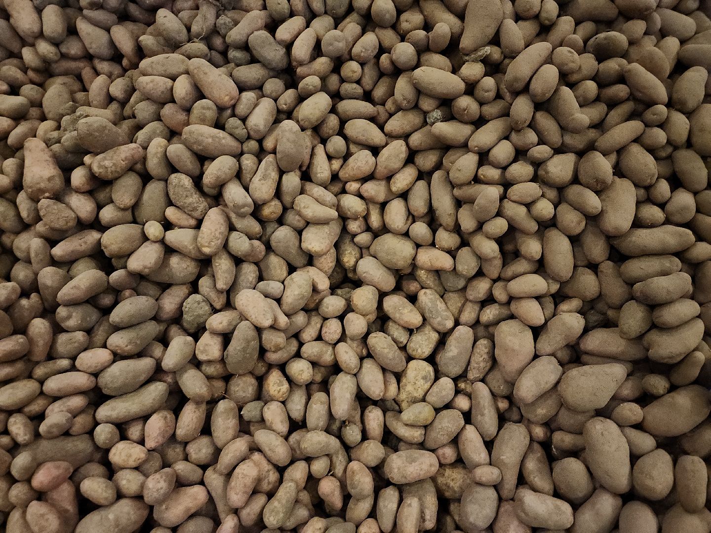 луховицы, сельское хозяйство, овощи,