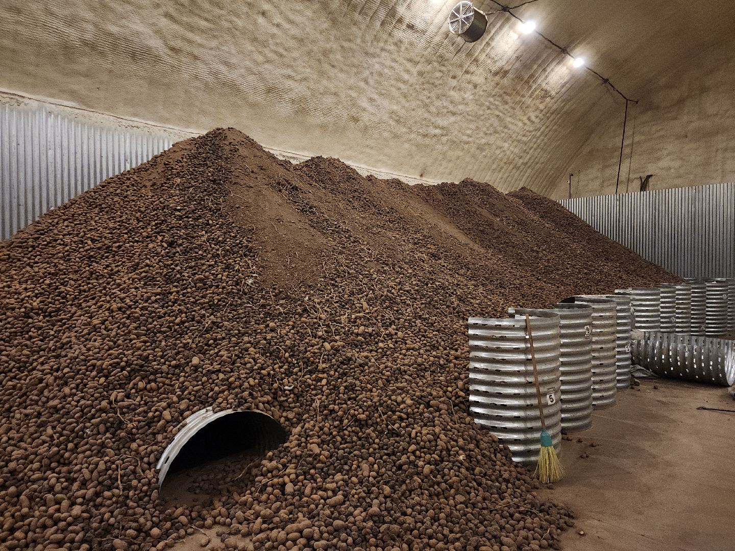 луховицы, сельское хозяйство, овощи,