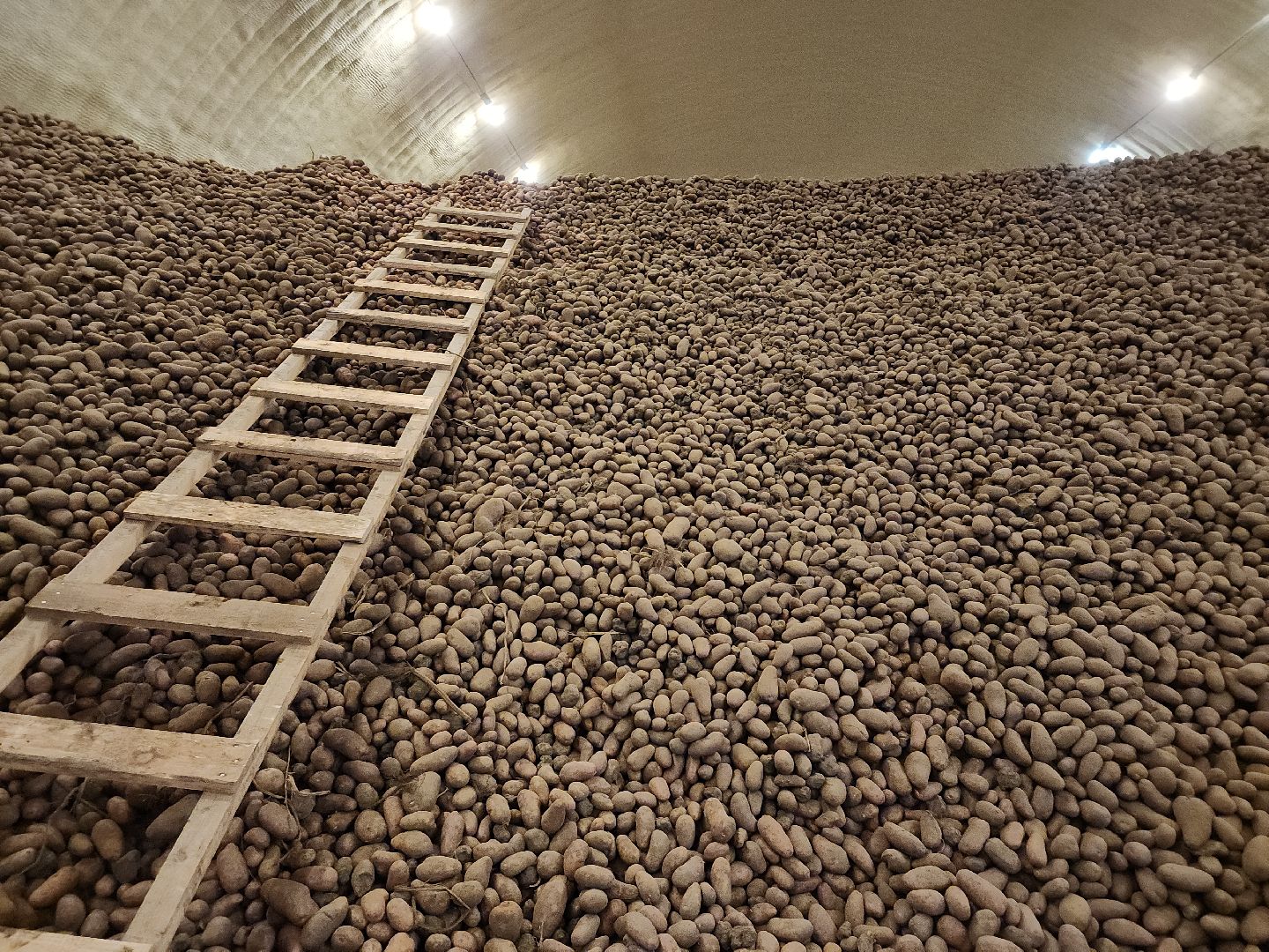 луховицы, сельское хозяйство, овощи,