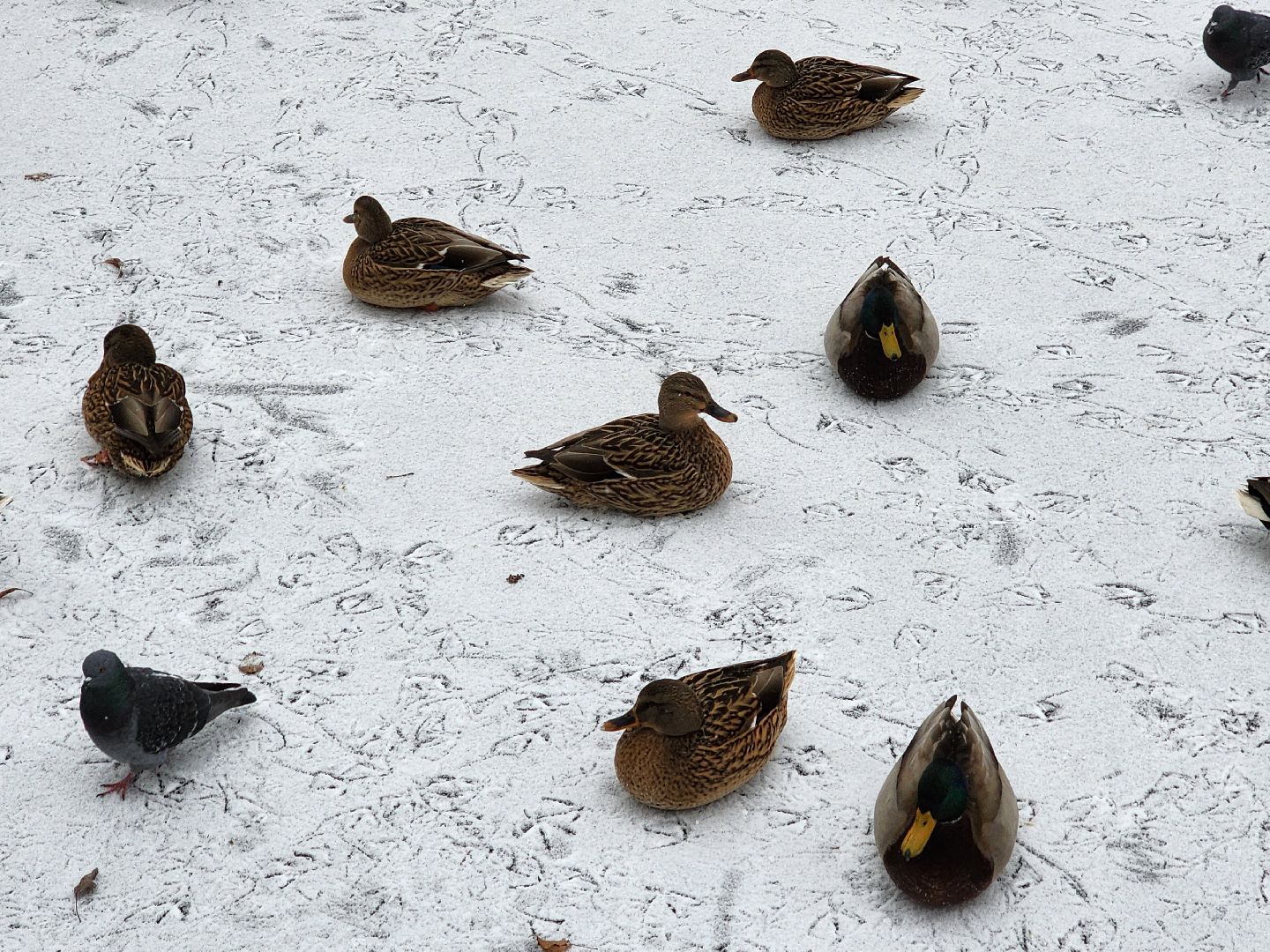 воскресенск, парк, подмосковье, туризм, путешествие,