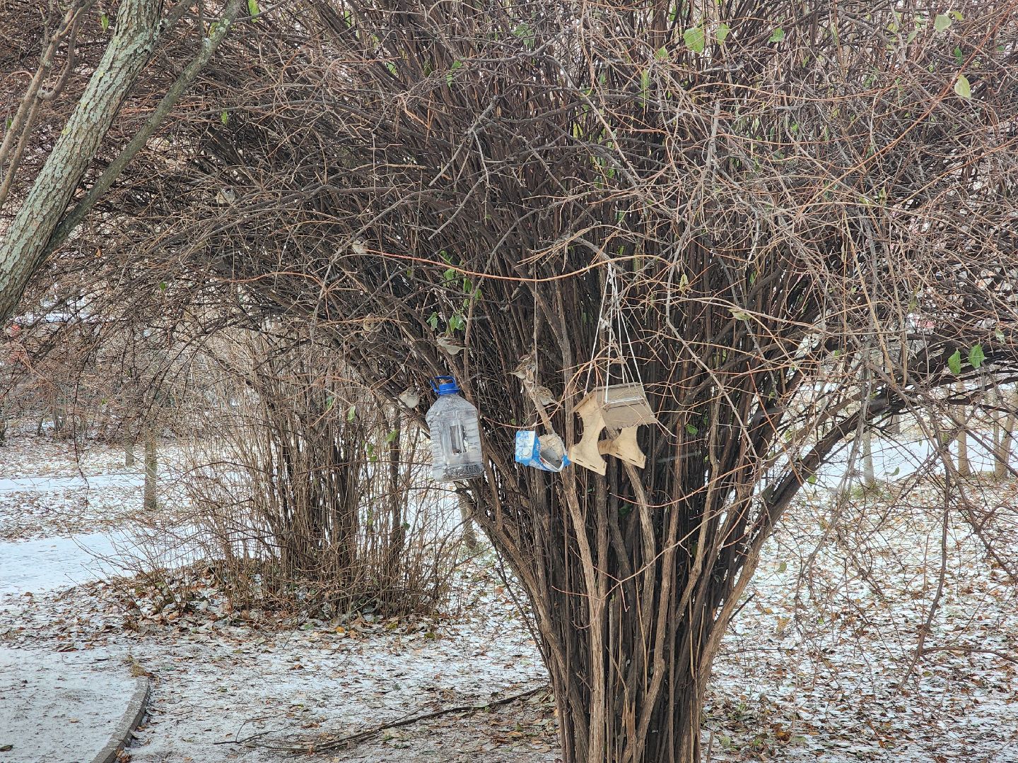 королёв,