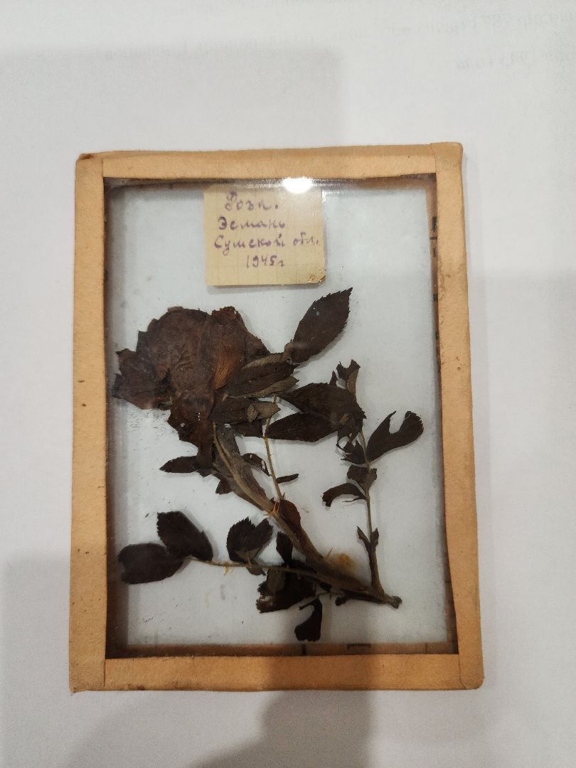 Егорьевск, Саввино, гербарий, история, ВОВ, великая отечественная война,