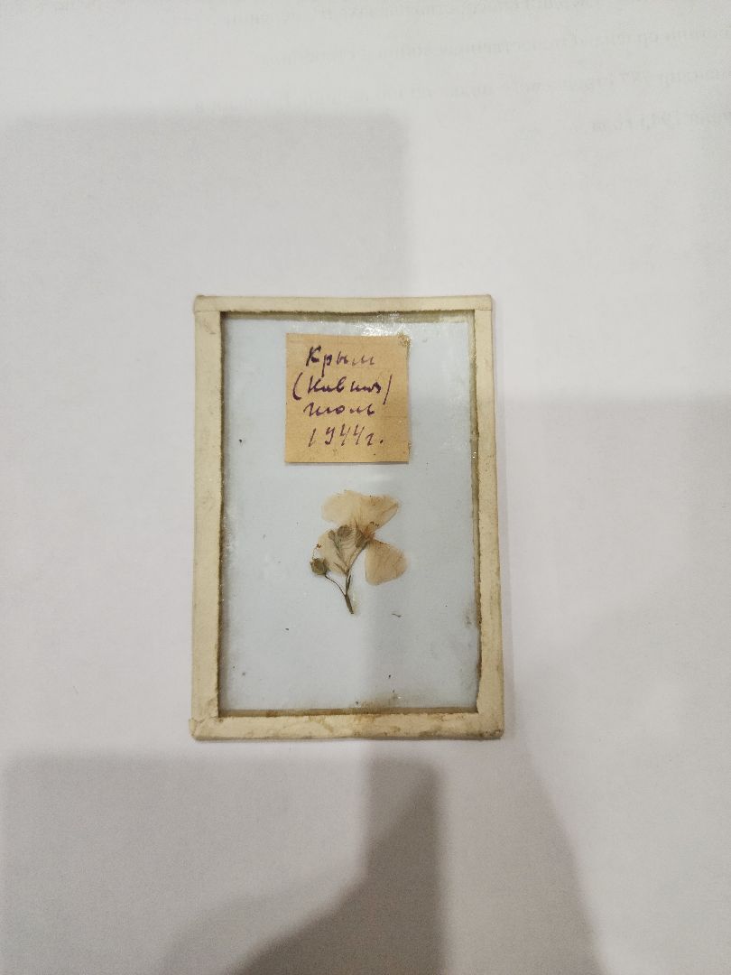 Егорьевск, Саввино, гербарий, история, ВОВ, великая отечественная война,