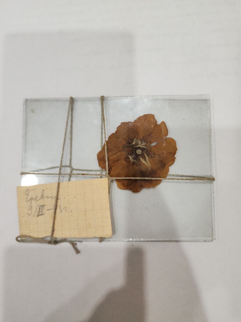 Егорьевск, Саввино, гербарий, история, ВОВ, великая отечественная война,