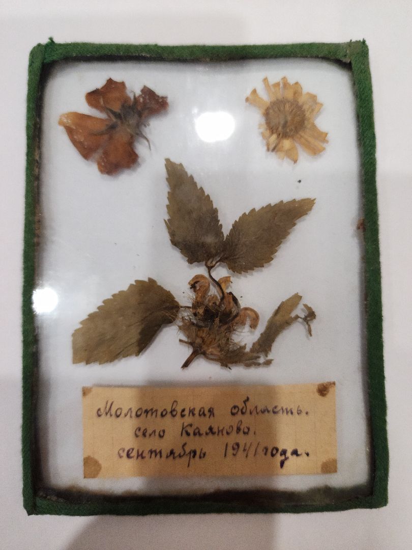 Егорьевск, Саввино, гербарий, история, ВОВ, великая отечественная война,