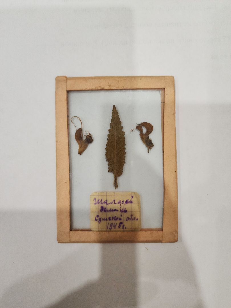 Егорьевск, Саввино, гербарий, история, ВОВ, великая отечественная война,