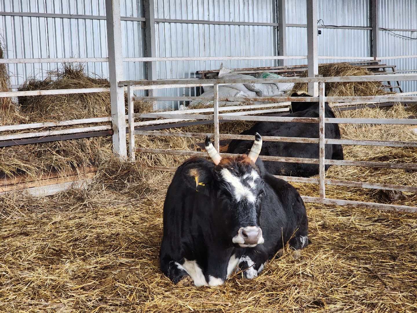 Подольск, наука, ВИЖ им Эрнста, породы, генетика,
