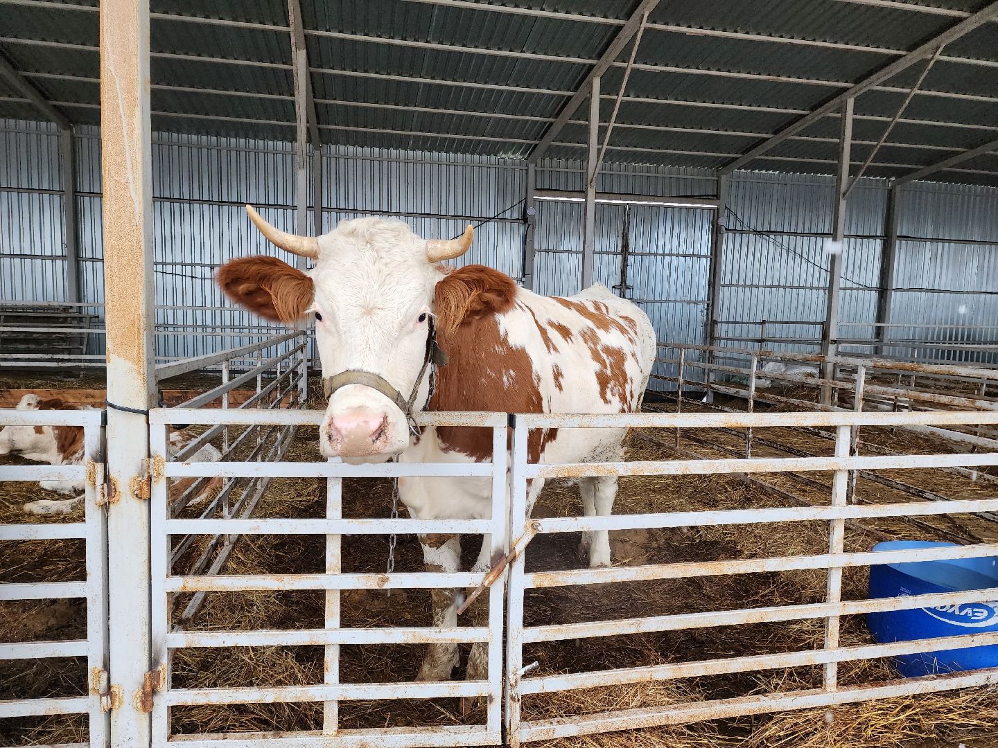 Подольск, наука, ВИЖ им Эрнста, породы, генетика,