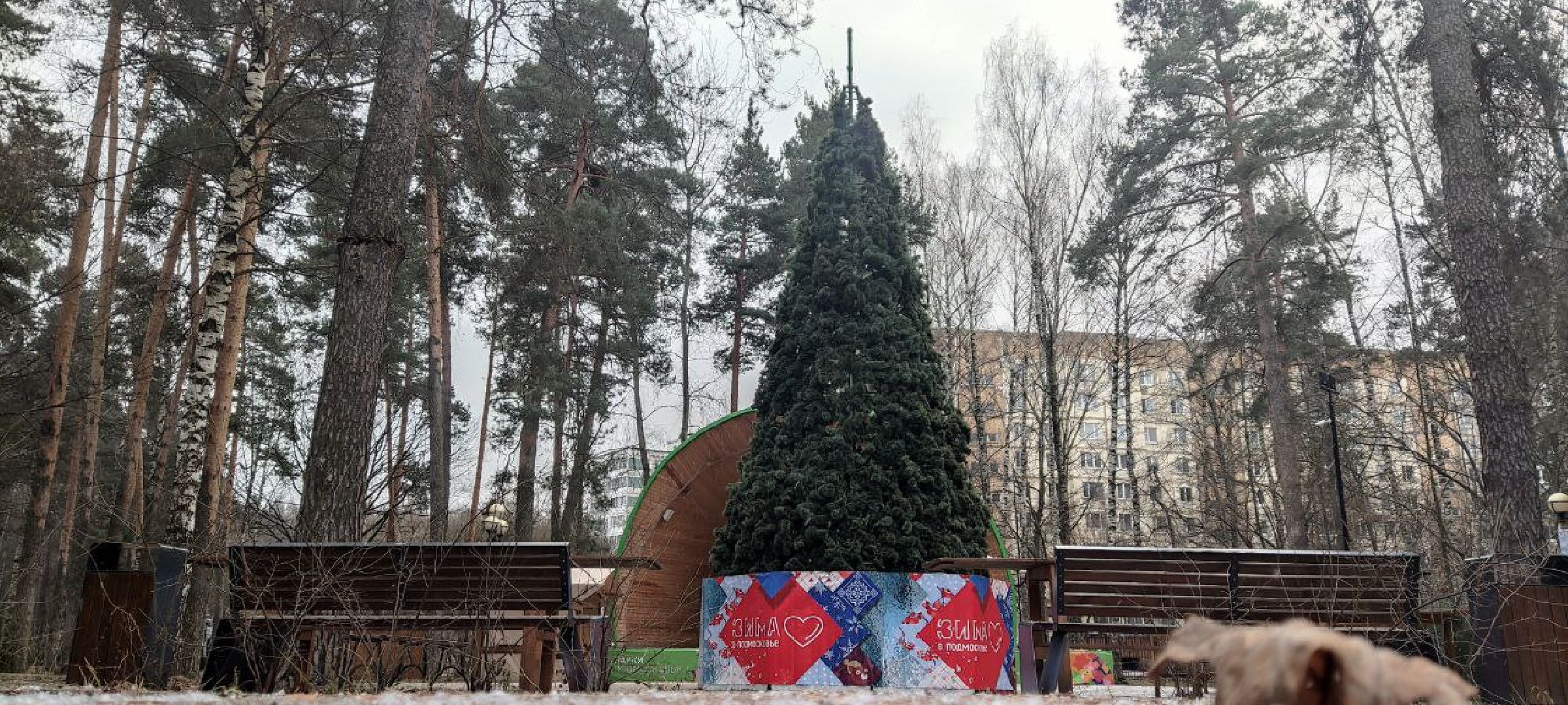 красногорск, ёлка, праздники, новый год,