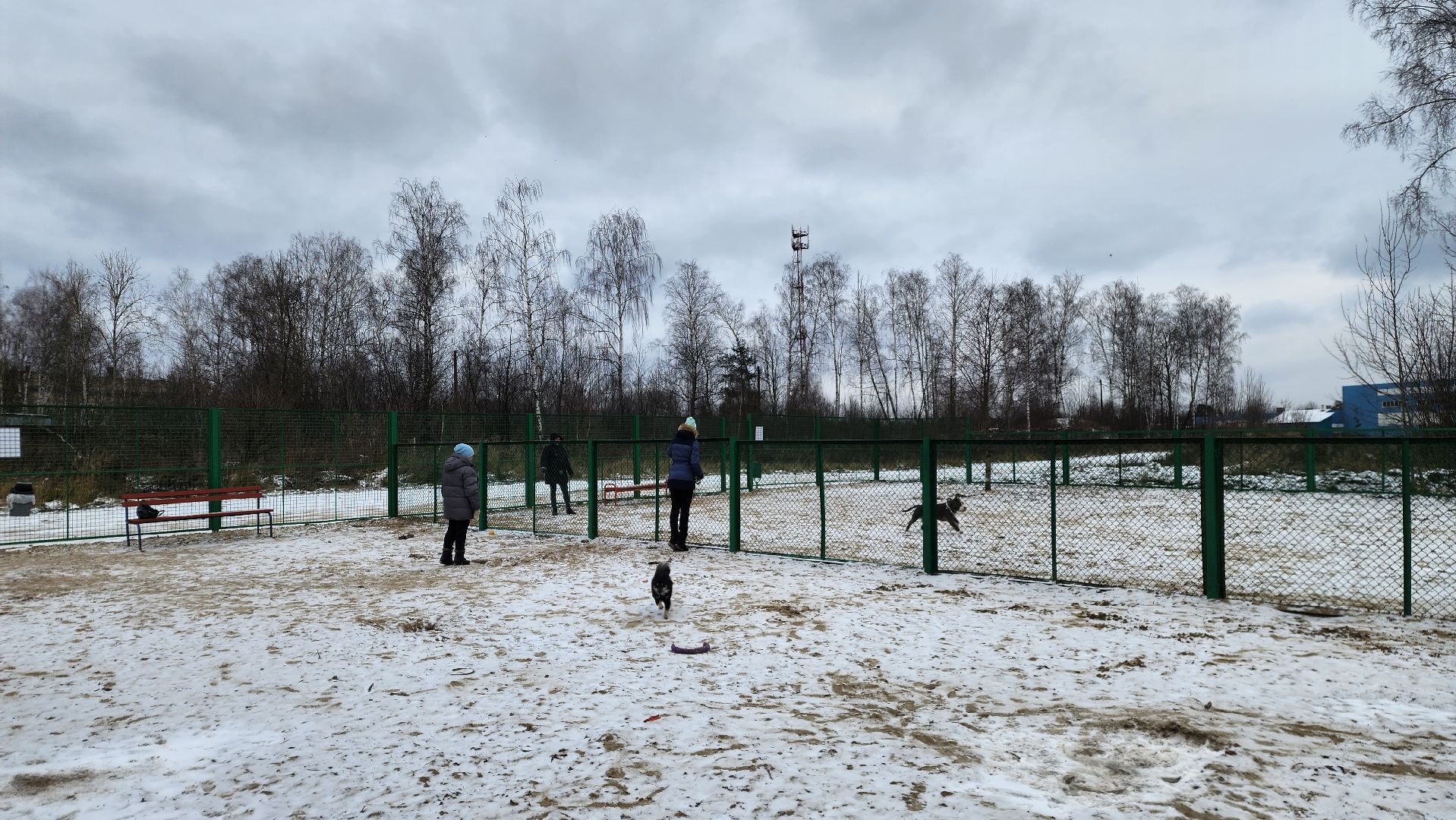 собаководы, площадка для выгула собак, Лосино-Петровский,