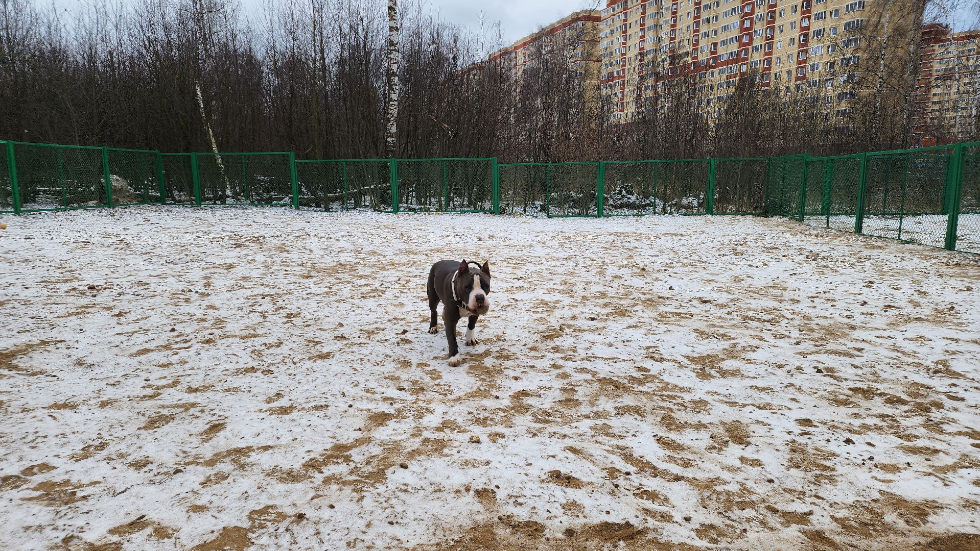 собаководы, площадка для выгула собак, Лосино-Петровский,